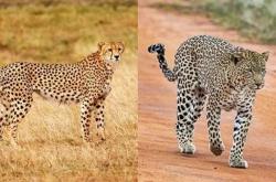 猎豹也是猫科动物：为什么它不能像花豹一样擅长爬树