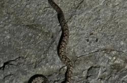 男子被毒蛇咬伤 女友教科书级应对：第一时间拿起手机拍照