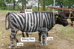 给牛涂上斑马条纹 研究能不能骗过蚊虫！日本科学家获搞笑诺贝尔奖