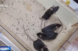 神舟二十一号今晚发射带4只小鼠上太空！对人类未来太空繁衍有重要意义