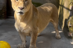 徐州一动物园狮子因腿短走红：被网友称作“狮中柯基”