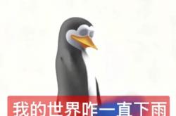 真的想问：下雨天的时候 鸟都在干什么呢