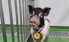 创亚洲纪录！四川造基因编辑猪肾在人体内工作261天