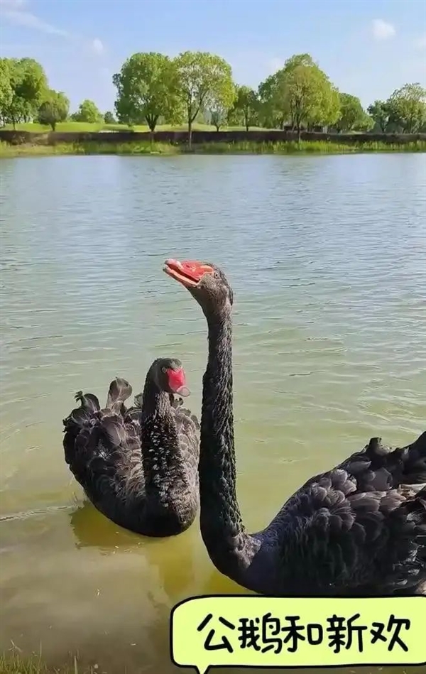 武汉黑天鹅出轨后续：公鹅有新欢后攻击原配