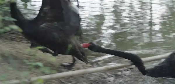 武汉黑天鹅出轨后续：公鹅有新欢后攻击原配