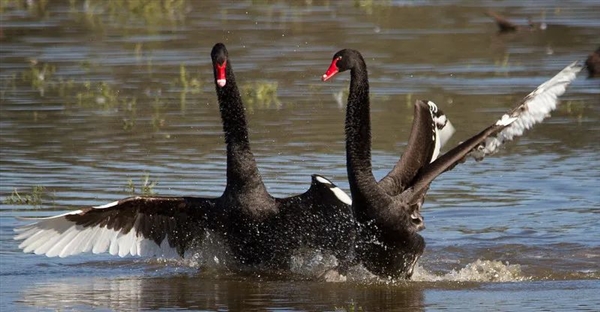 武汉黑天鹅出轨后续：公鹅有新欢后攻击原配