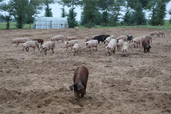 中国人靠着10万头黑猪 把沙壁整顿成了粮仓?