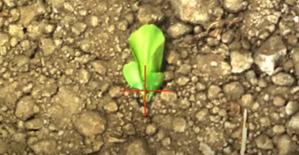 NVIDIA AI解决农业古老问题:搭配激光秒杀上万棵杂草无压力!