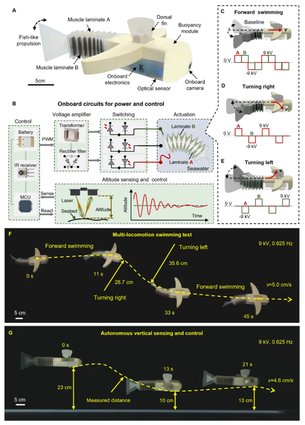 无惧高压极端环境！我国软体机器人挺进4070米深海