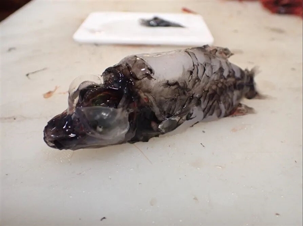 这种深海鱼头部竟是透明的 两只绿眼睛在里面活动