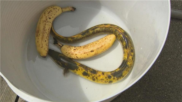 渔民钓到罕见“锦鲨”！亮橙色皮肤白色眼睛 全球首例