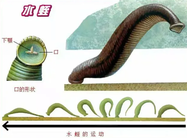 如果鸡吃了水蛭：它会寄生肠胃 长期吸血吗？