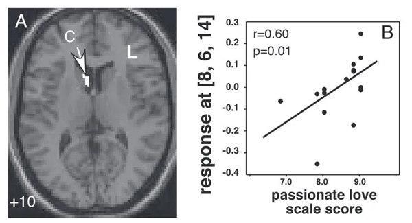 人为什么会“恋爱脑” 到底是不是病