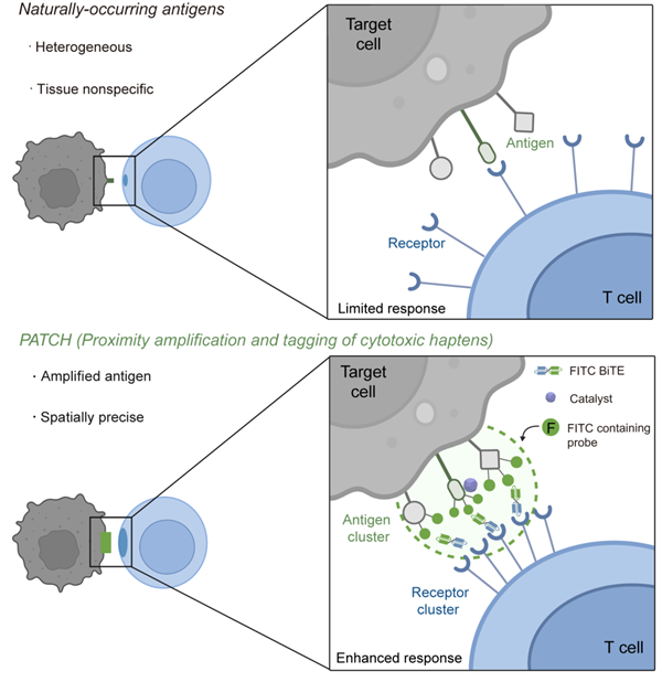 中科院开发出“纳米机器人”：给癌细胞贴通缉令 精准打击