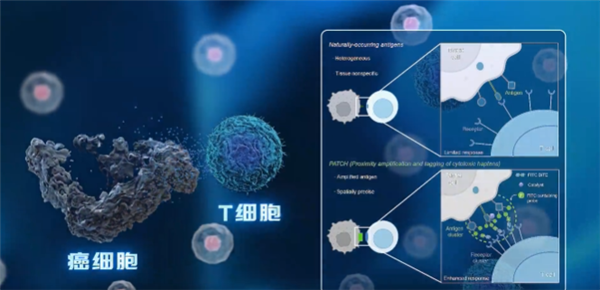 中科院开发出“纳米机器人”：给癌细胞贴通缉令 精准打击