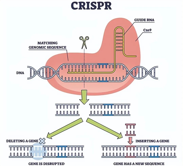 阿根廷首批“基因编辑马”上线 跑得飞快但被禁止参赛！