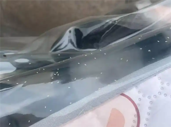 河南多地遭“小白虫”侵袭：成群飞虫影响市民出行