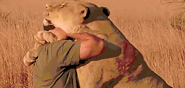 随意下车还背对着狮子 泰国一饲养员被狮群袭击致死：游客目睹