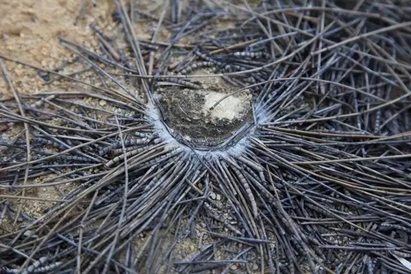 世界最长寿蜘蛛 活了足足43年！“秘诀”公开