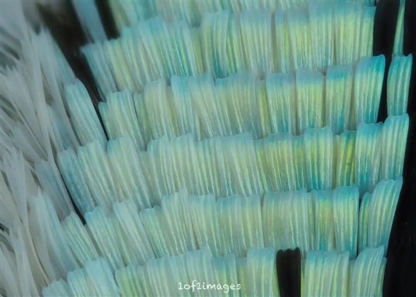 被放大的飞蛾鳞片惊到了