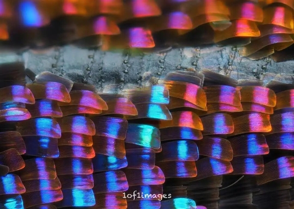 被放大的飞蛾鳞片惊到了