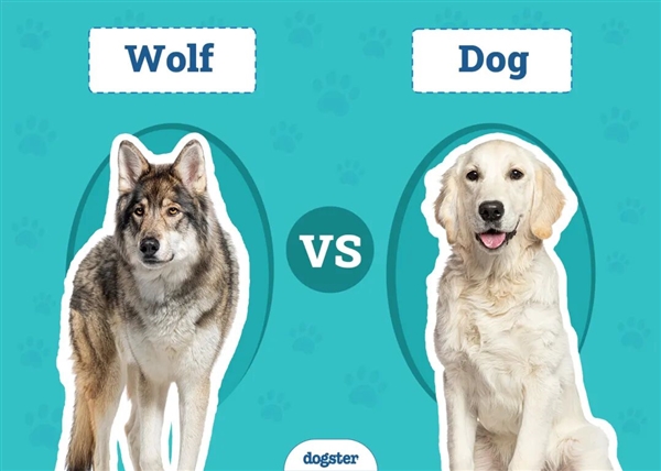 因为一口吃的 美国野生浣熊逐渐“宠物”化