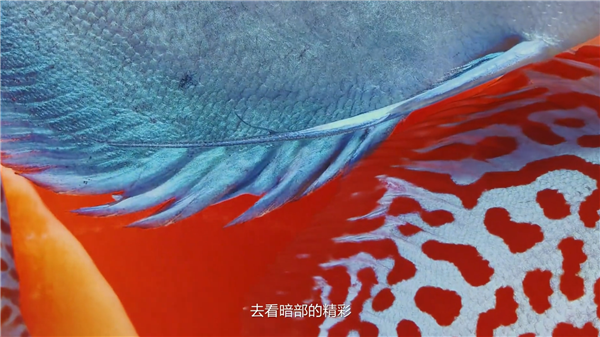 六大绝技升级巨大!华为Mate 80系列首发第二代红枫影像:实拍视频公布