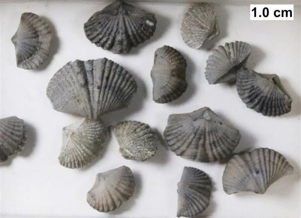 曾统治海底2亿年的腕足动物 为什么如今“拉到家”