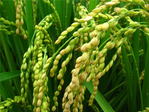 印度高调宣布大米产量超越中国 专家疑惑：1.5咋就大于2了呢