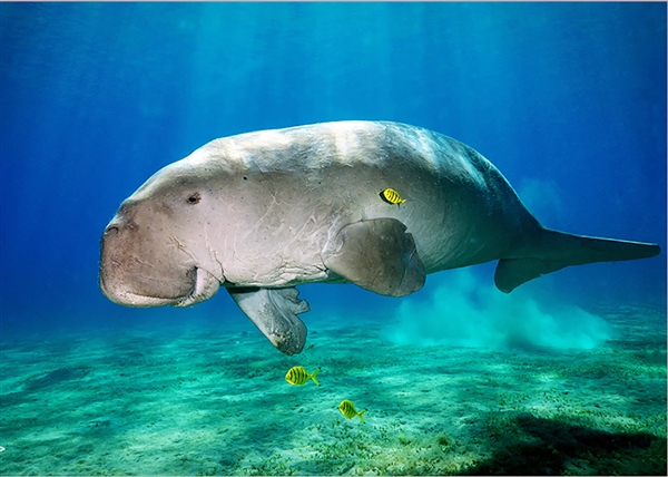 广东海滩发现“美人鱼”尸体:2022年已功能性灭绝