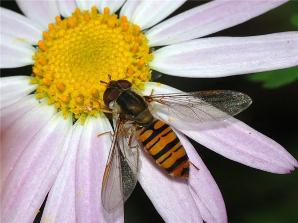 早春第一批开花的植物 为什么花朵大多是黄色的