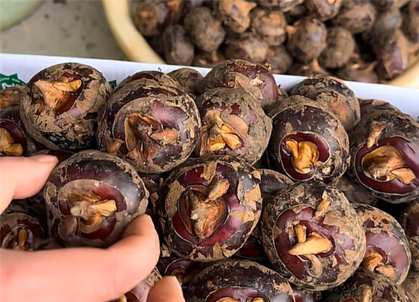 被称为“最脏水果” 马蹄还能放心吃吗