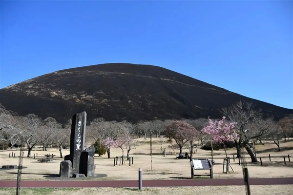 日本这座山不允许长树 每年都要烧一次！游客可付费体验
