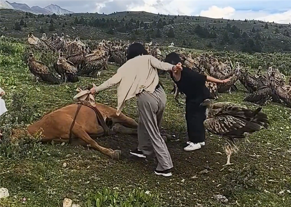数名女游客驱赶分食死马的秃鹫 当地回应:不应人为干预