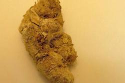 科学家在1.7万年前的美洲狮粪便中发现古老的寄生虫DNA