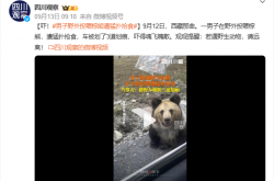 男子野外投喂棕熊遭猛扑抢食！熊有多危险你根本想不到