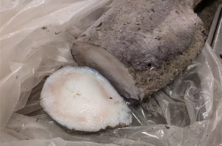 海滩惊现1.5米奇怪生物：以为是海蛇、实际是座头鲸的丁丁