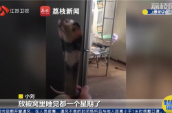 小伙网购“无毒”眼镜蛇：同床共枕被咬险丧命 卖家称发错货了
