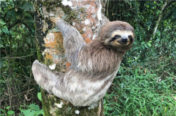 这是唯一确定不会放屁的哺乳动物