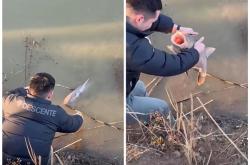 男子看到大鱼在冰下“睡觉”捡回家：很健康