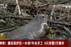 8只河狸2天建好捷克拖了7年的水坝：这合理吗