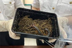 可以蛇为食！海口海关查获5条巨人蜈蚣：最长可长到40多厘米