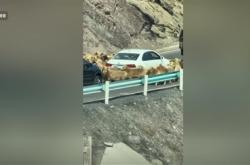 车主发现堵车源头竟是羊群 网友：今天不堵车倒是堵羊了