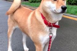 中华田园犬禁养是烈性犬上热搜 网友吵翻：多地宣布解除禁养 你支持吗
