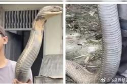 三哥太勇！印男子徒手抓小腿般粗巨型眼镜王蛇：淡定到跟玩一样