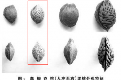 这种果子酸得发牙 却是夏天开胃解渴的宝藏食物！你吃对了吗