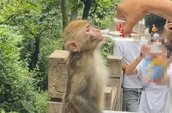 大爷喂野生猴子喝白酒 还夸其海量！景区回应