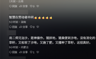 中国人靠着10万头黑猪 把沙壁整顿成了粮仓?