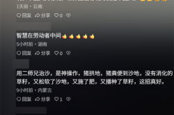 中国人靠着10万头黑猪 把沙壁整顿成了粮仓?