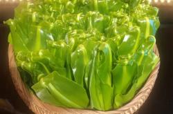 超市50块钱一斤的网红菜山苏 竟是云南人的“绿化带”！